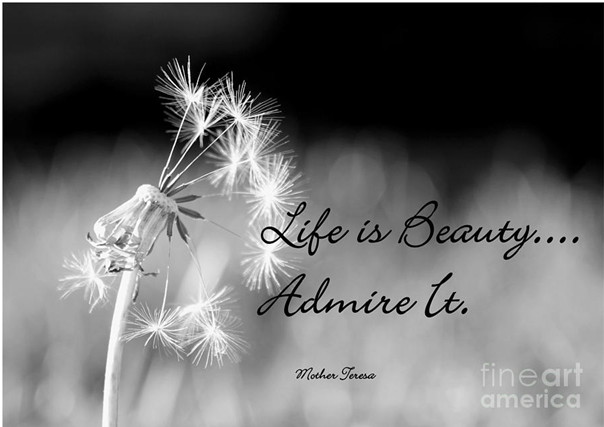 Life is beauty admire it