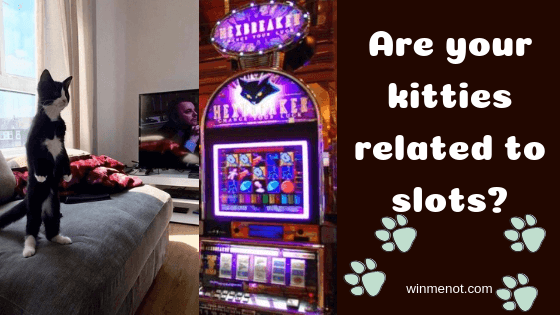 Are your kitties related to slots