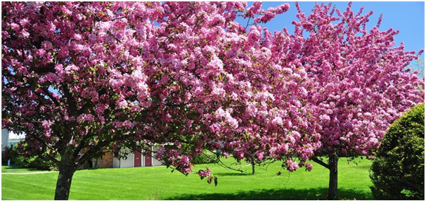 8 Most Beautiful Places To Visit This Spring Branson