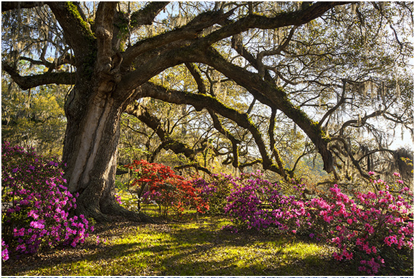 Charleston