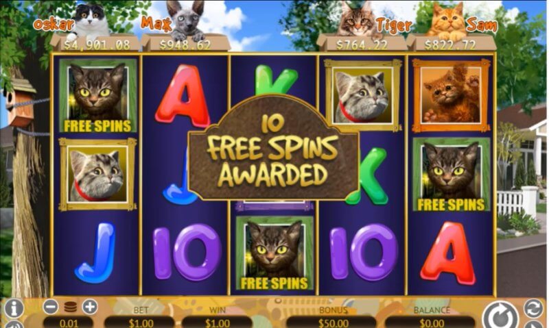 Crazy Cat lady slot - How to play