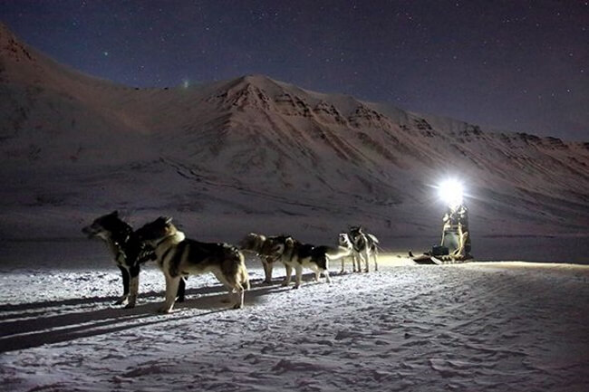 Dog Sled under the Midnight Sun