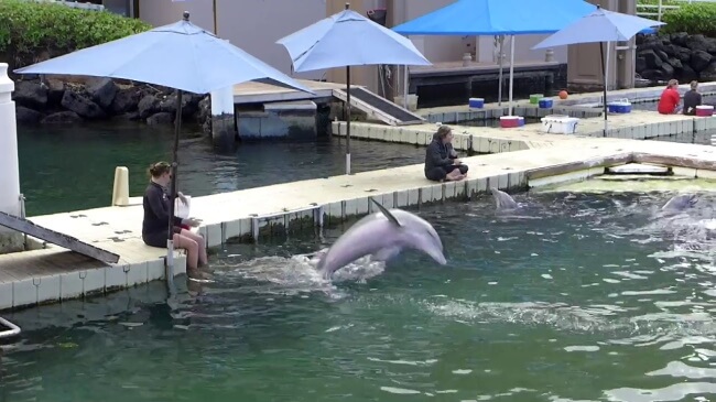 Dolphin Quest