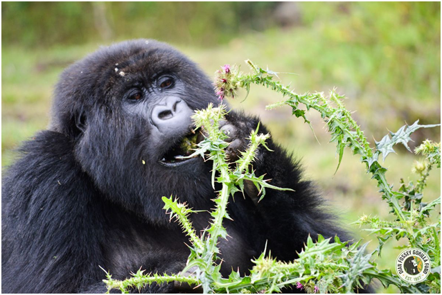 Ellens Wildlife fund