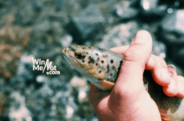 Fly Fishing Destinations