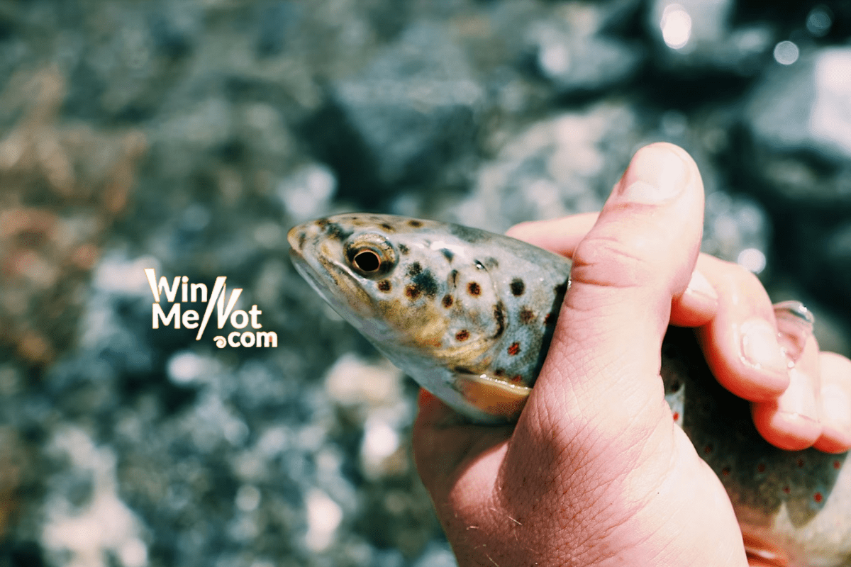 Fly Fishing Destinations