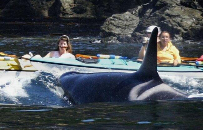 Kayak With Orcas