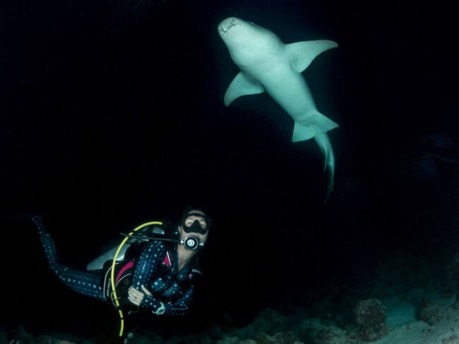 Night Dive in the Maldives