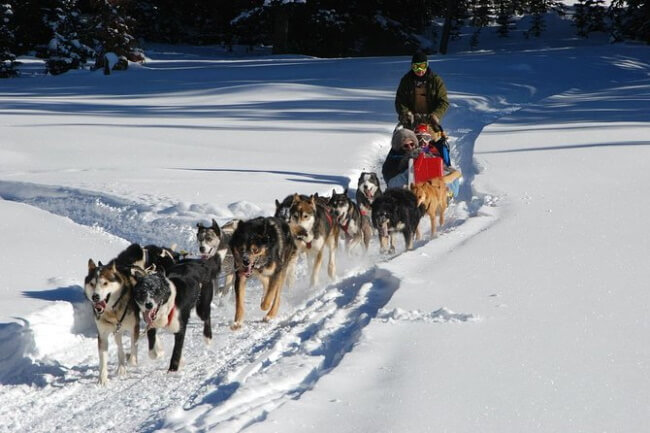 Ride With a Musher