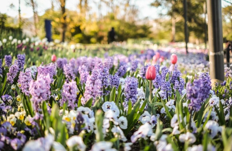 8 Most Beautiful Places To Visit This Spring Spring Season to visit