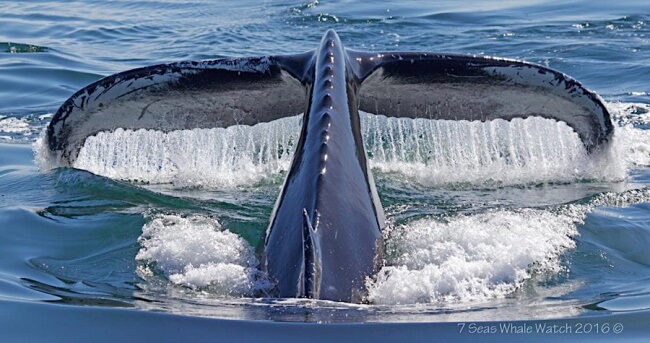 Watch Humpback Whales