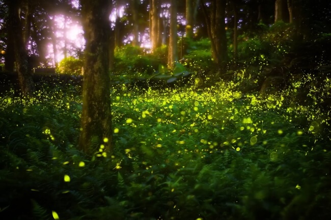 light show in Tennessee's Great Smoky Mountains National Park